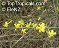 Jasminum fruticans